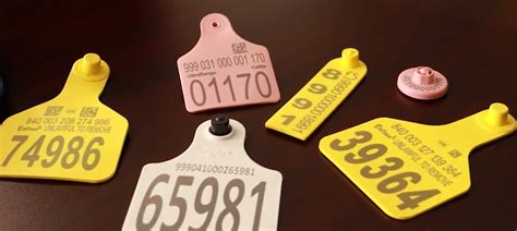 cattle tags rfid|rfid tags for cattle usda.